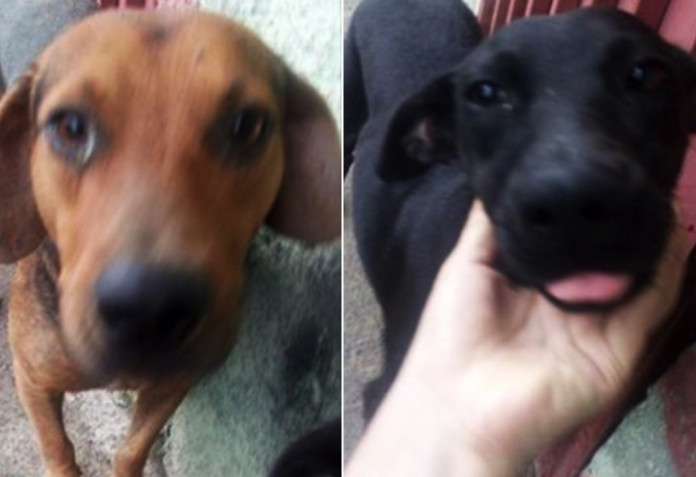 perros.001 perros.001