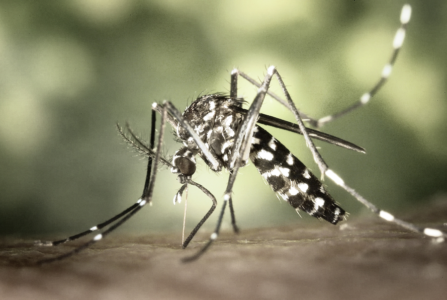 mosquito-Aedes-aegipty