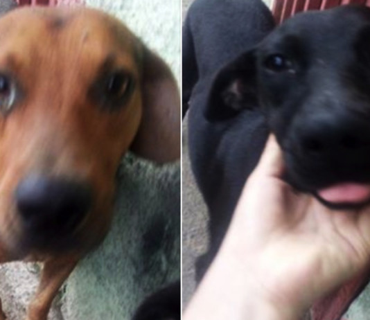 perros.001