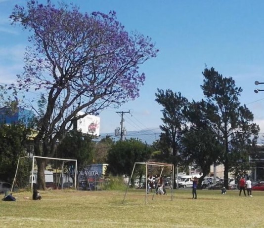 ¡Capture la magia de los árboles cerca de Carpio!