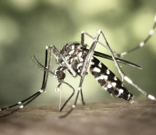 Medidas preventivas para evitar casos de dengue en Carpio mosquito-Aedes-aegipty